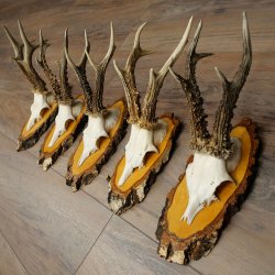 5 paires de bois de chevreuil mâle sur des panneaux en bouleau 22.1399
