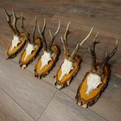 5 paires de bois de chevreuil mâle sur des panneaux en bouleau 22.1399