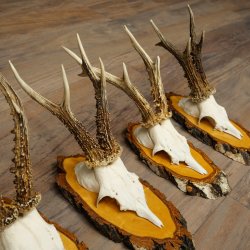 5 paires de bois de chevreuil mâle sur des panneaux en bouleau 22.1399