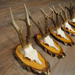 5 paires de bois de chevreuil mâle sur des panneaux en bouleau 22.1399