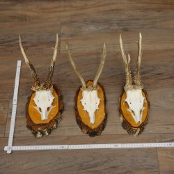 3 paires de bois de chevreuil mâle sur des panneaux en bouleau 22.1400