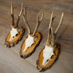 3 paires de bois de chevreuil mâle sur des panneaux en bouleau 22.1400