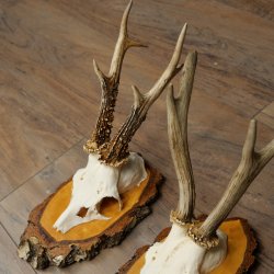 3 paires de bois de chevreuil mâle sur des panneaux en bouleau 22.1400