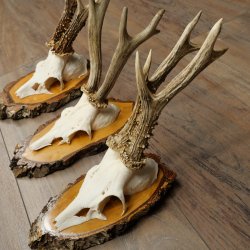 3 paires de bois de chevreuil mâle sur des panneaux en bouleau 22.1400