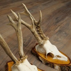 3 paires de bois de chevreuil mâle sur des panneaux en bouleau 22.1400