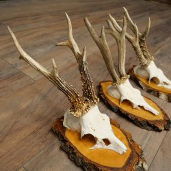 3 paires de bois de chevreuil mâle sur des panneaux en bouleau 22.1400