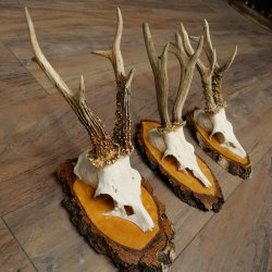 3 paires de bois de chevreuil mâle sur des panneaux en bouleau 22.1400