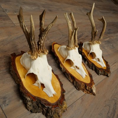 3 paires de bois de chevreuil mâle sur des panneaux en bouleau 22.1401