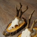 3 paires de bois de chevreuil mâle sur des panneaux en bouleau 22.1401
