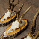 3 paires de bois de chevreuil mâle sur des panneaux en bouleau 22.1401