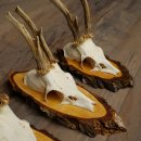 3 paires de bois de chevreuil mâle sur des panneaux en bouleau 22.1401