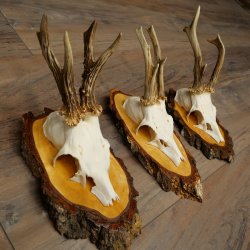 3 paires de bois de chevreuil mâle sur des panneaux en bouleau 22.1401