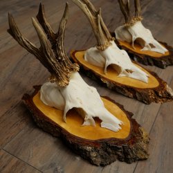 3 paires de bois de chevreuil mâle sur des panneaux en bouleau 22.1401