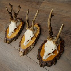 3 paires de bois de chevreuil mâle sur des panneaux en bouleau 22.1401