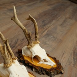 3 paires de bois de chevreuil mâle sur des panneaux en bouleau 22.1401