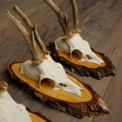 3 paires de bois de chevreuil mâle sur des panneaux en bouleau 22.1401