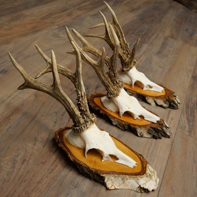 3 paires de bois de chevreuil mâle sur des panneaux en bouleau 22.1402