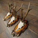 3 paires de bois de chevreuil mâle sur des panneaux en bouleau 22.1402