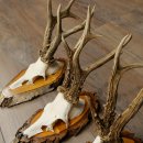 3 paires de bois de chevreuil mâle sur des panneaux en bouleau 22.1402