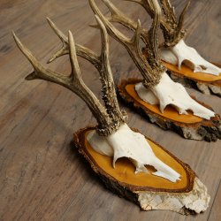 3 paires de bois de chevreuil mâle sur des panneaux en bouleau 22.1402