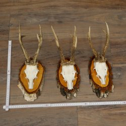 3 paires de bois de chevreuil mâle sur des panneaux en bouleau 22.1402