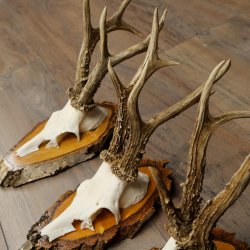 3 paires de bois de chevreuil mâle sur des panneaux en bouleau 22.1402