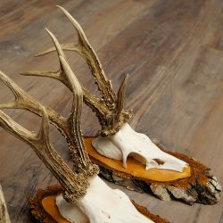 3 paires de bois de chevreuil mâle sur des panneaux en bouleau 22.1402