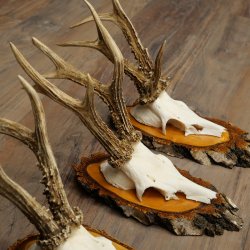 3 paires de bois de chevreuil mâle sur des panneaux en bouleau 22.1402