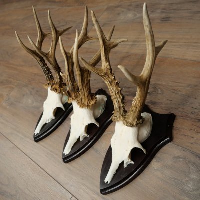 3 pairs of roe deer antlers, including 2 pairs of 8-point roe deer antlers with uneven tips, trophy plaques 22.1404
