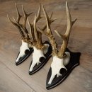 3 pairs of roe deer antlers, including 2 pairs of 8-point roe deer antlers with uneven tips, trophy plaques 22.1404