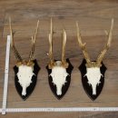 3 pairs of roe deer antlers, including 2 pairs of 8-point roe deer antlers with uneven tips, trophy plaques 22.1404