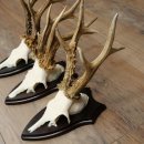 3 pairs of roe deer antlers, including 2 pairs of 8-point roe deer antlers with uneven tips, trophy plaques 22.1404