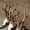 3 pairs of roe deer antlers, including 2 pairs of 8-point roe deer antlers with uneven tips, trophy plaques 22.1404