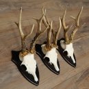 3 pairs of roe deer antlers, including 2 pairs of 8-point roe deer antlers with uneven tips, trophy plaques 22.1404