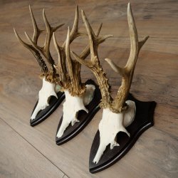 3 pairs of roe deer antlers, including 2 pairs of 8-point roe deer antlers with uneven tips, trophy plaques 22.1404