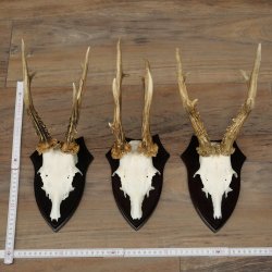 3 pairs of roe deer antlers, including 2 pairs of 8-point roe deer antlers with uneven tips, trophy plaques 22.1404