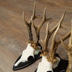3 pairs of roe deer antlers, including 2 pairs of 8-point roe deer antlers with uneven tips, trophy plaques 22.1404