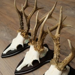 3 pairs of roe deer antlers, including 2 pairs of 8-point roe deer antlers with uneven tips, trophy plaques 22.1404