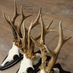 3 pairs of roe deer antlers, including 2 pairs of 8-point roe deer antlers with uneven tips, trophy plaques 22.1404