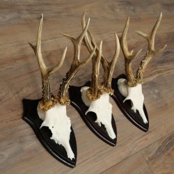 3 pairs of roe deer antlers, including 2 pairs of 8-point roe deer antlers with uneven tips, trophy plaques 22.1404