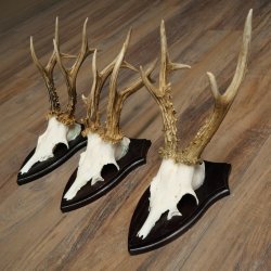 3 pairs of roe deer antlers, including 2 pairs of 8-point roe deer antlers with uneven tips, trophy plaques 22.1404