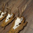 4-piece roebuck antlers, carved trophy plaques 22.1405