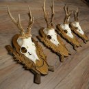 4-piece roebuck antlers, carved trophy plaques 22.1405