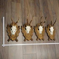 4-piece roebuck antlers, carved trophy plaques 22.1405