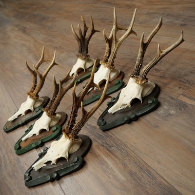 6-Piece Set of Roe Deer Antlers (Male Roe Deer) on Baroque Signs 21.483