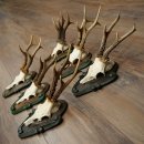 6-Piece Set of Roe Deer Antlers (Male Roe Deer) on...