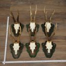 6-Piece Set of Roe Deer Antlers (Male Roe Deer) on...