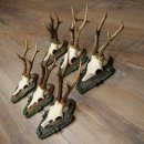 6-Piece Set of Roe Deer Antlers (Male Roe Deer) on Baroque Signs 21.483
