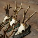 6-Piece Set of Roe Deer Antlers (Male Roe Deer) on Baroque Signs 21.483