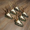 6-Piece Set of Roe Deer Antlers (Male Roe Deer) on Baroque Signs 21.483